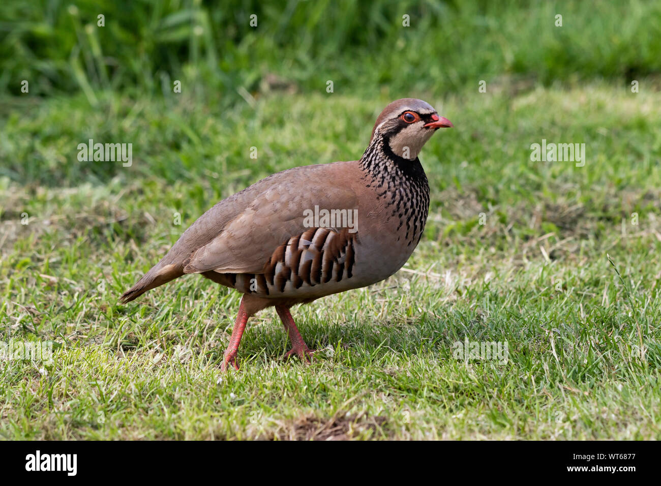Red-legged Partridge Alectoris rufa Stock Photo - Alamy