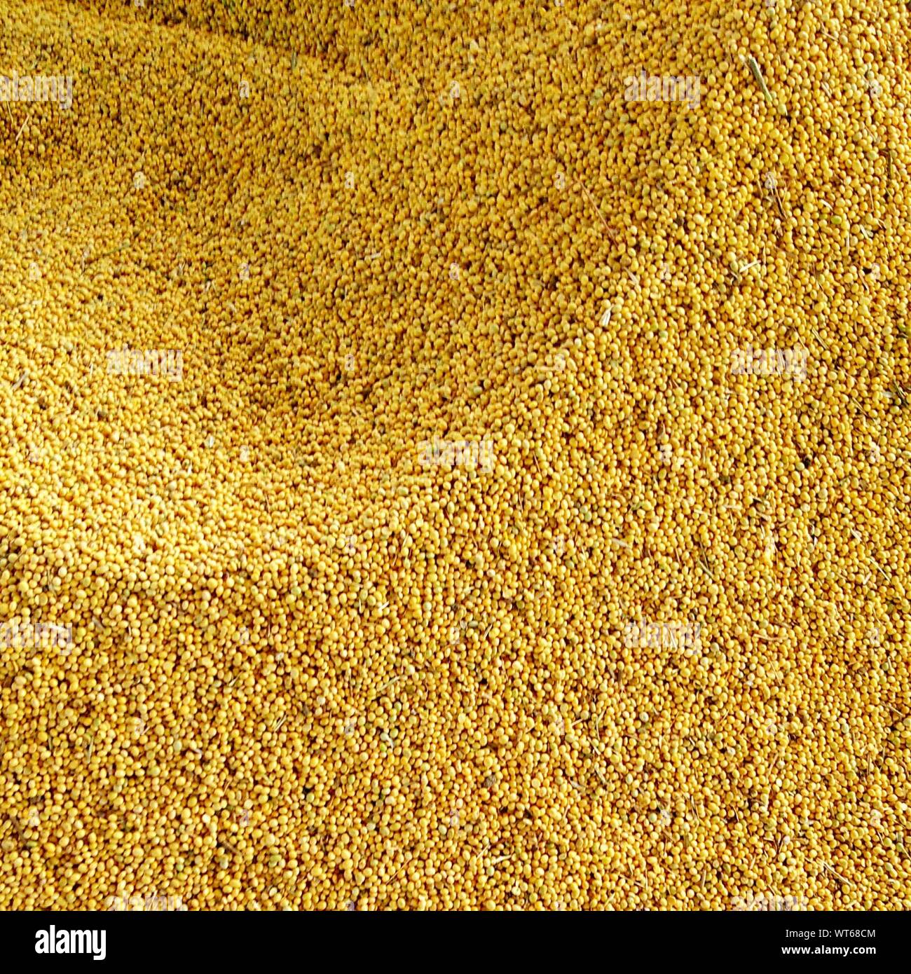 Yellow seeds hi-res stock photography and images - Alamy