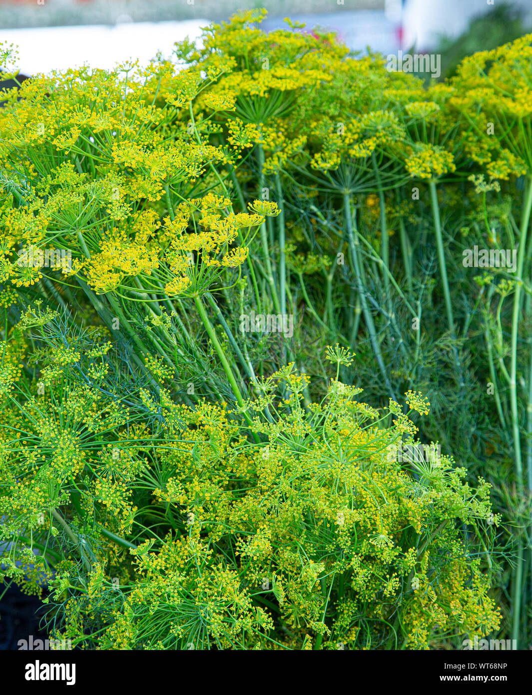 Fresh Dill Weed Stock Photo Alamy