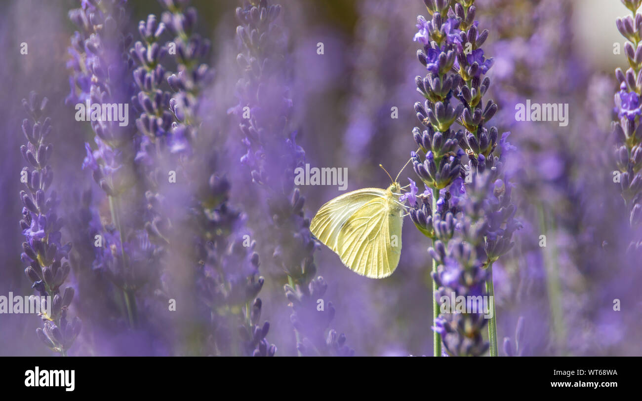 Cabbage white in the blooming lavender Stock Photo