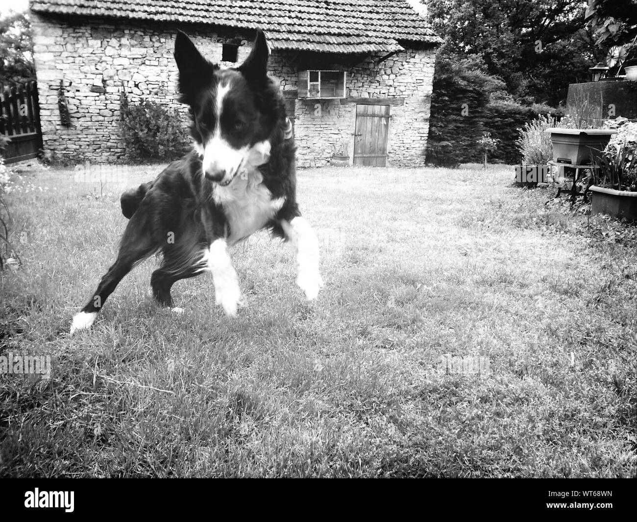 Dog Jumping On Grassy Field Stock Photo Alamy