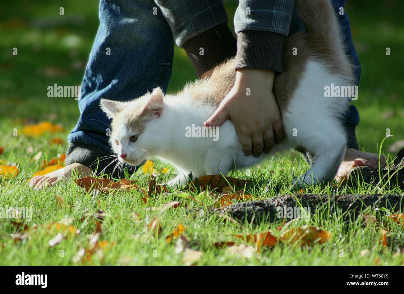 Low Section Of Barefoot Child With Cat Outdoors Stock Photo