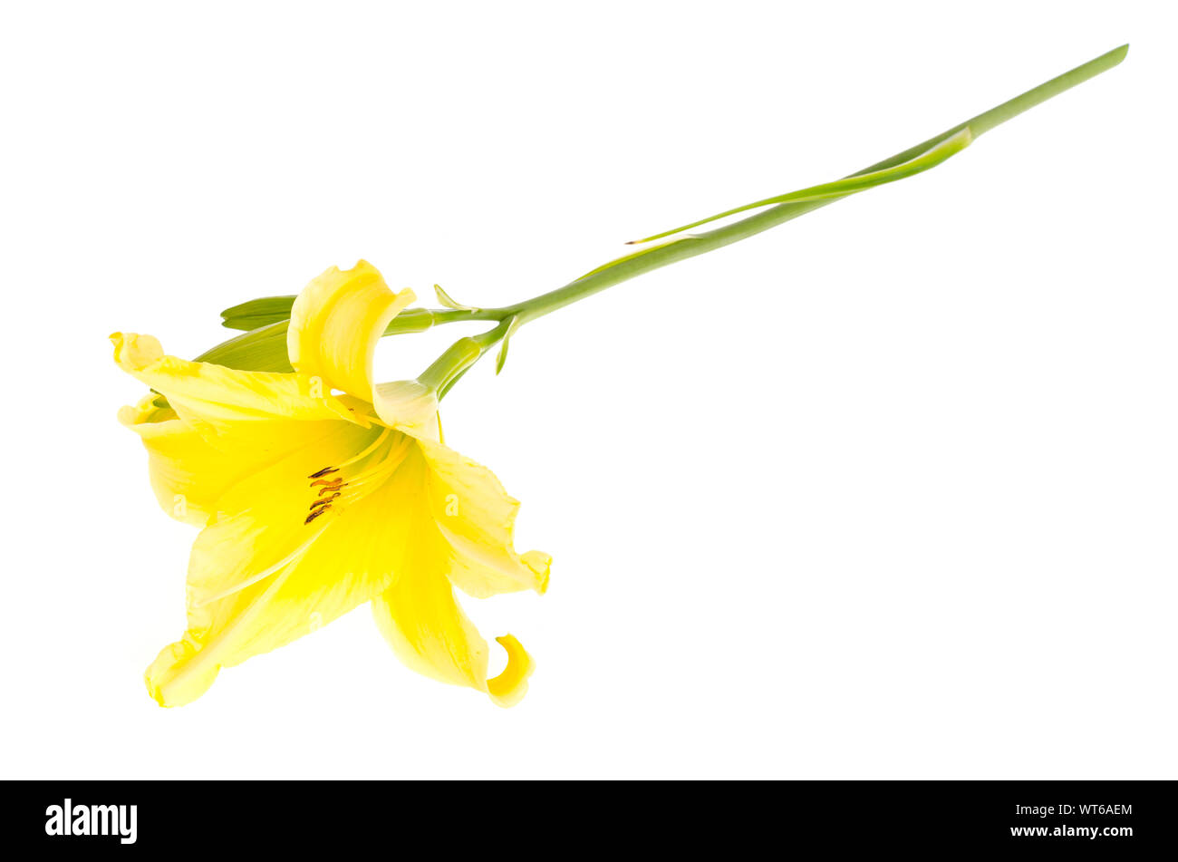 One yellow daylily flower. Studio Photo Stock Photo