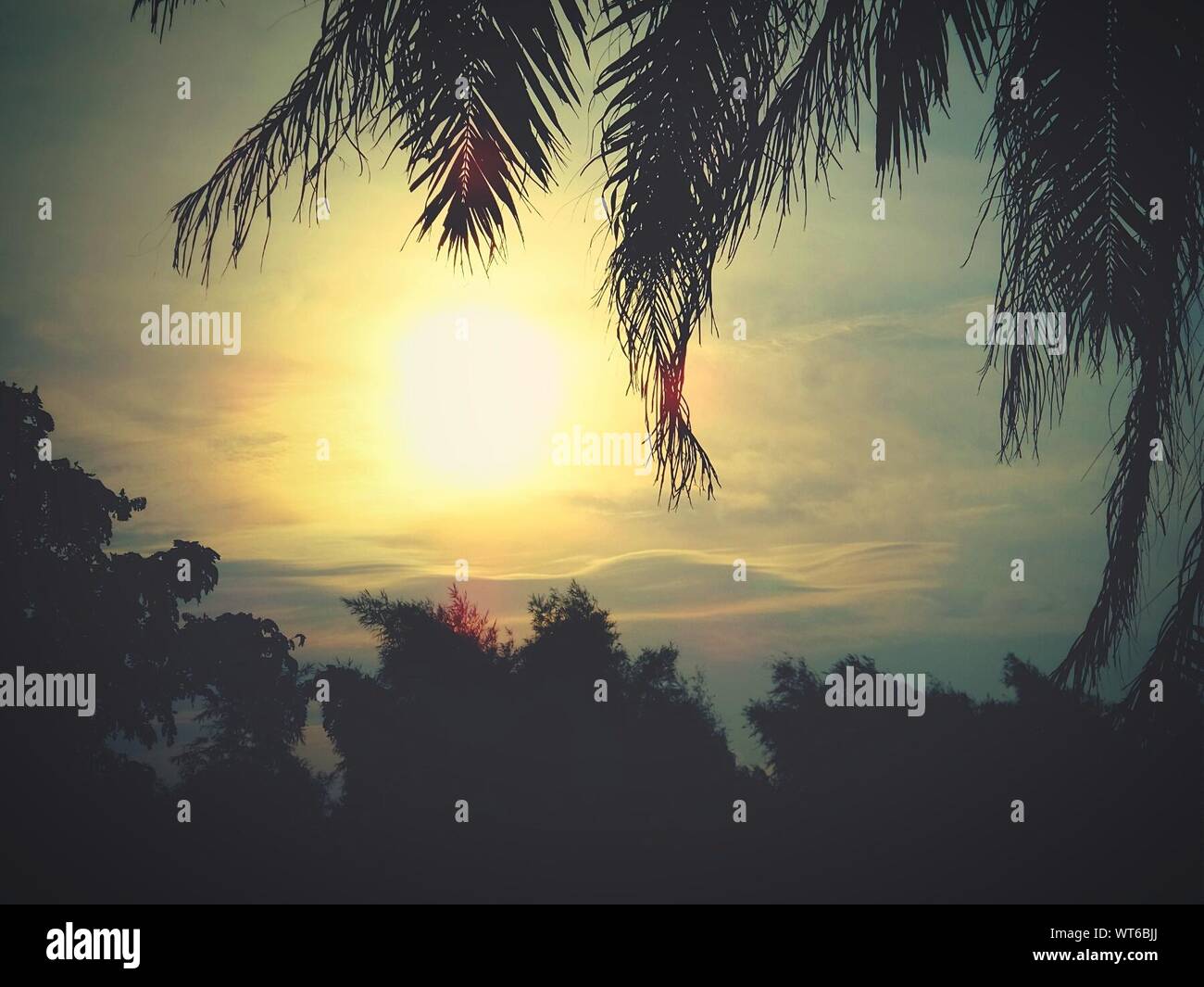 Scenic View Of Silhouette Trees During Sunset Stock Photo - Alamy