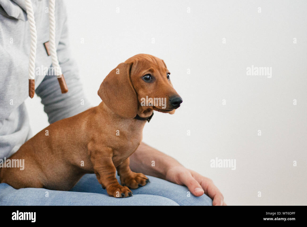 are dachshunds lap dogs