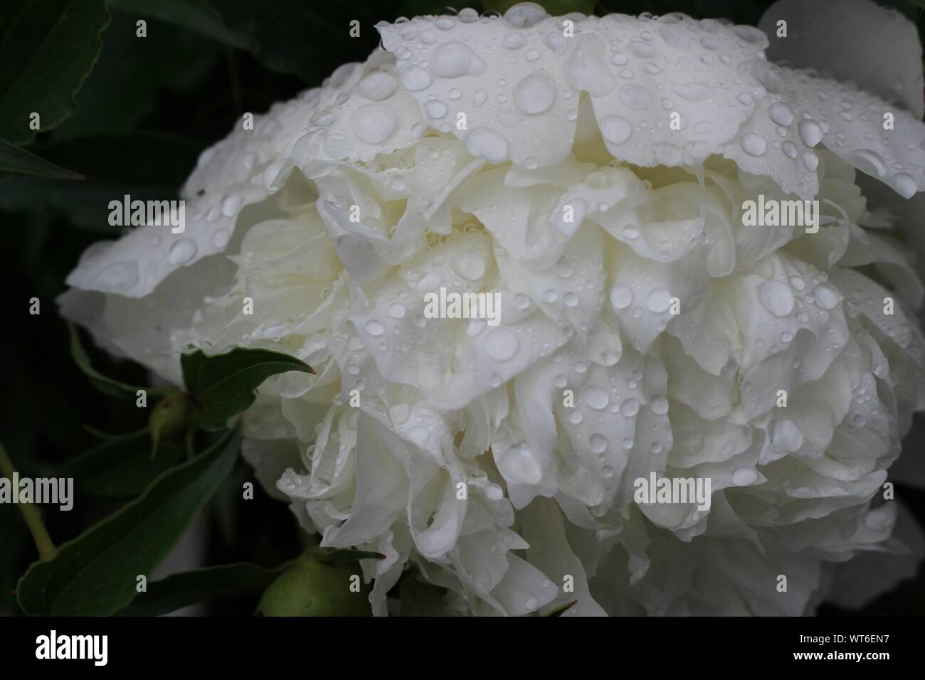 Macro Shot Of Rain Drops On White Petal Flower Stock Photo