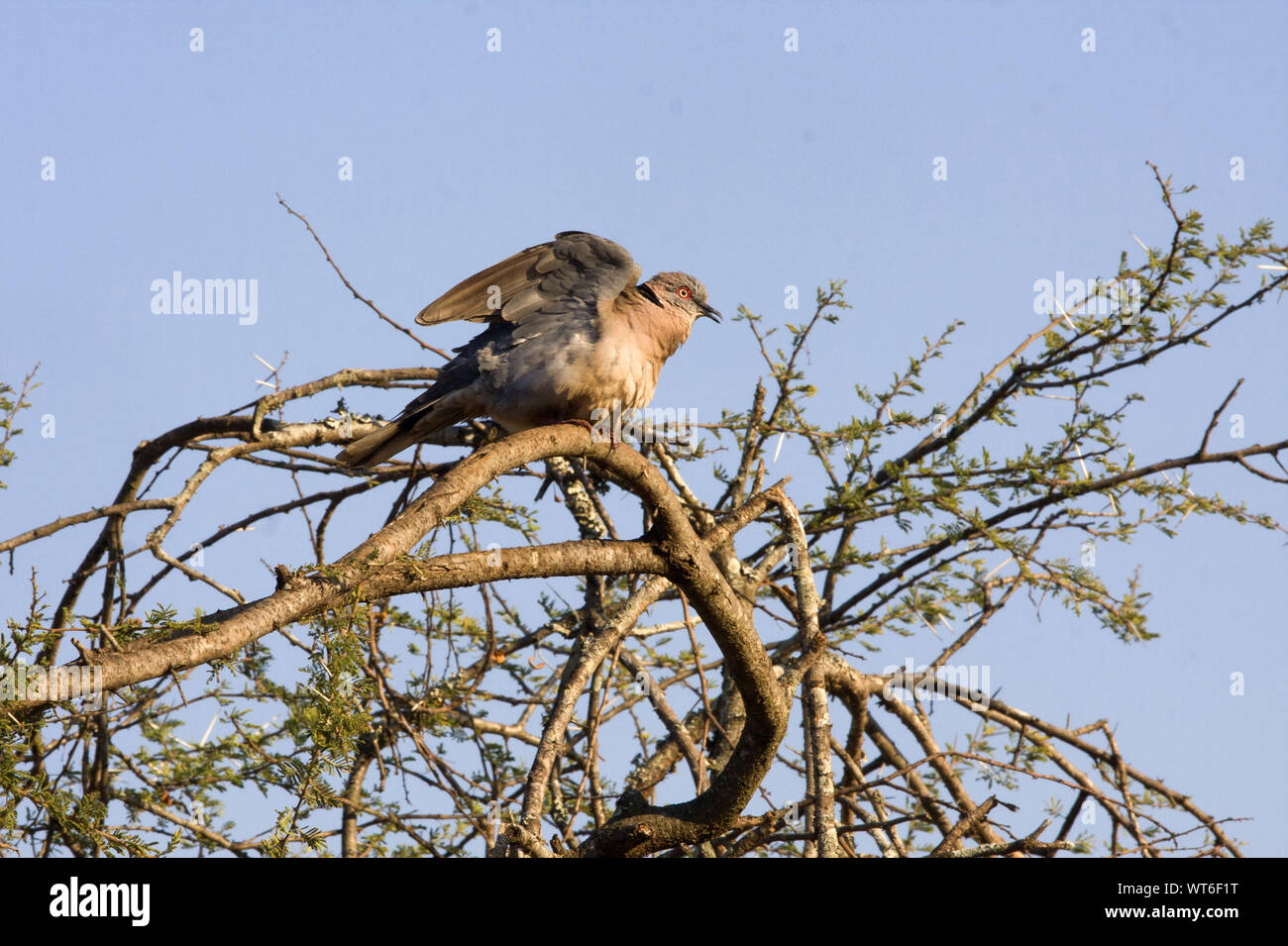 A Mourning Dove in South Africa perches on the top of a tree Stock Photo