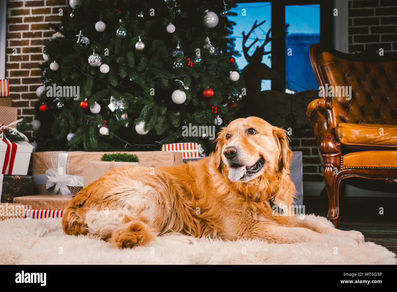 Golden Retriever dog in Christmas. Cute dog on Christmas tree background. Christmas  Dog Retriever Lying Under New Year Tree, Beautiful Xmas Animal Stock Photo  - Alamy