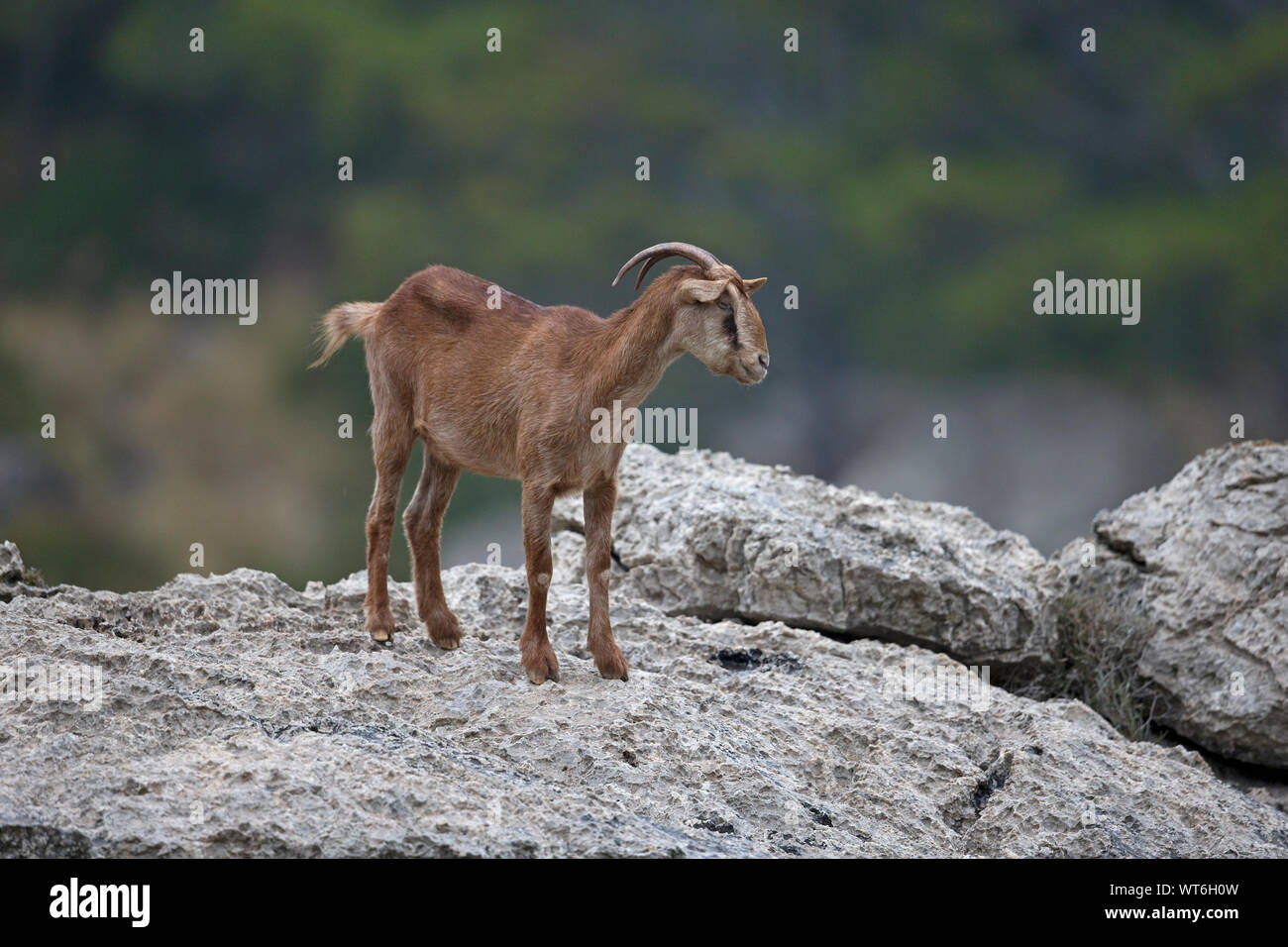 Balearian Feral Goat (Capra aegagrus hircus) Stock Photo