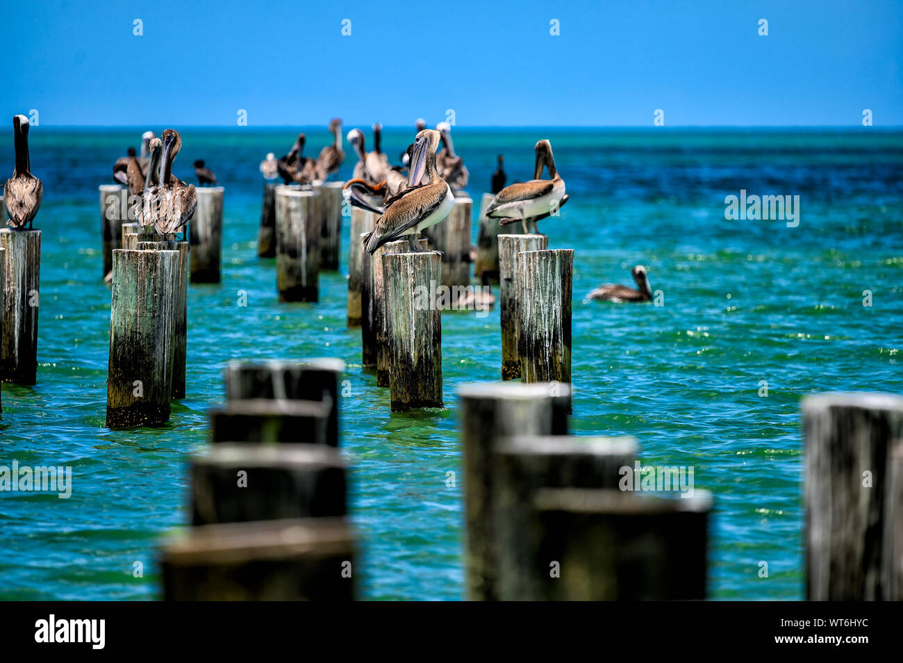 Pelicans sitting on wood pilings of the old Naples Pier Stock Photo