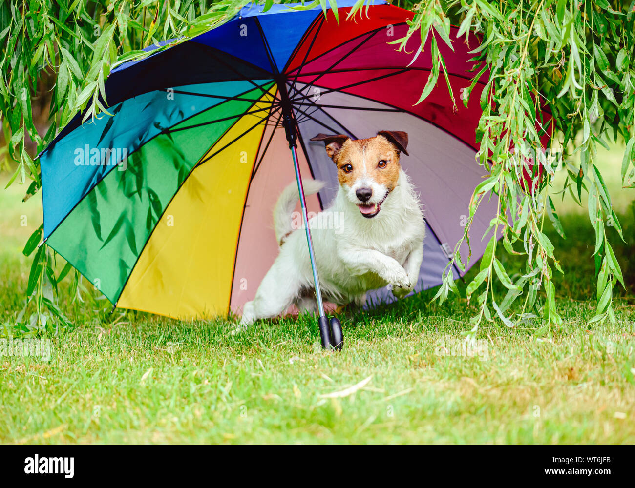 Good mood in bad weather concept with funny dog playing under colorful umbrella Stock Photo