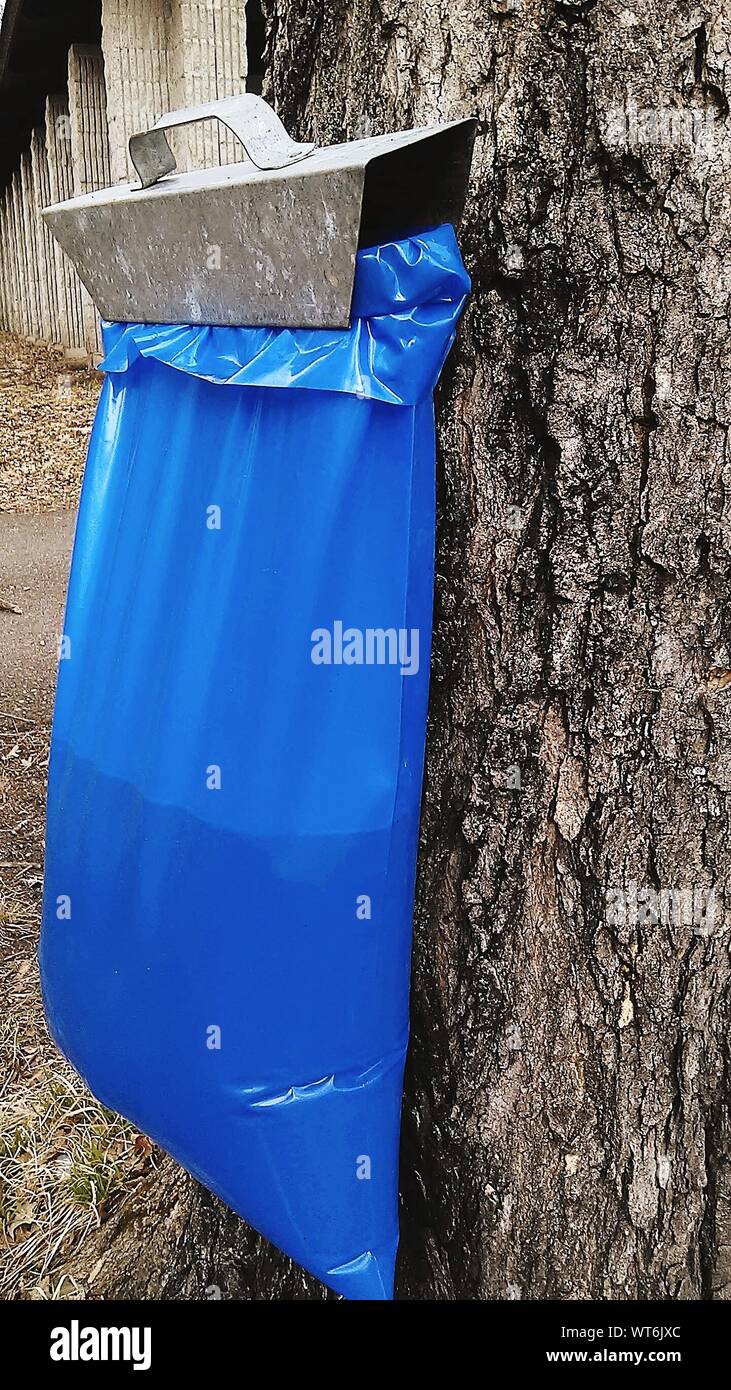 Plastic Bag Collecting Syrup From Maple Tree Stock Photo Alamy