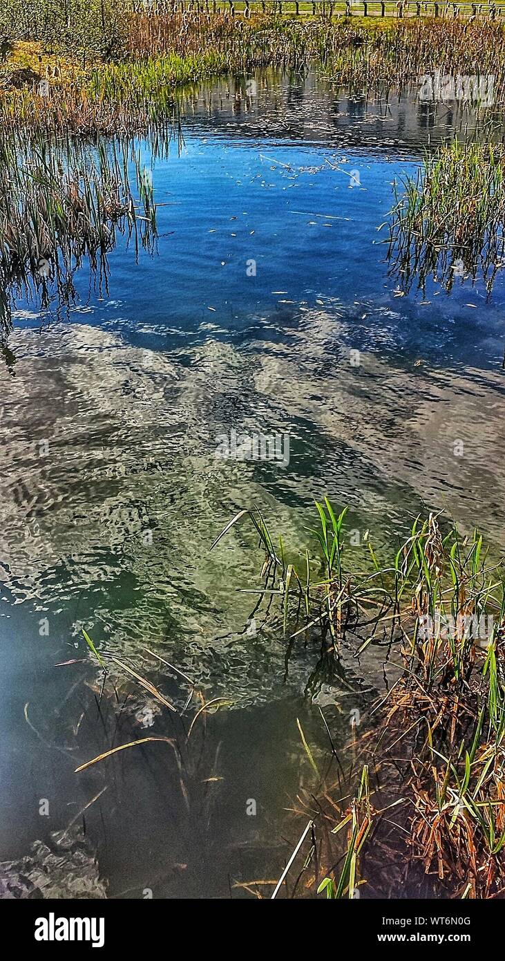 Floating algae hires stock photography and images Alamy