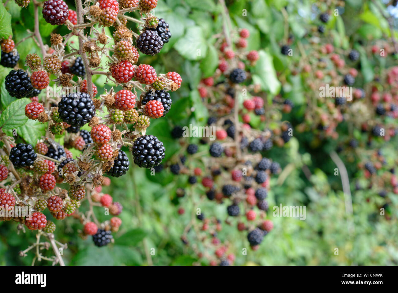 Crop of wild blackberries in a hedgerow. Stock Photo