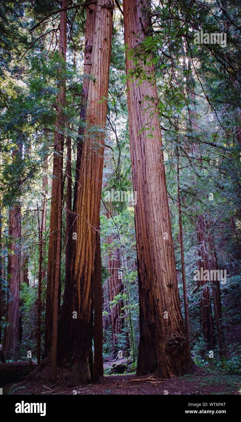 Sequoia Trees In Forest Stock Photo