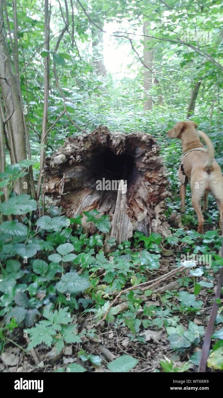 Dog in trunk hires stock photography and images Alamy
