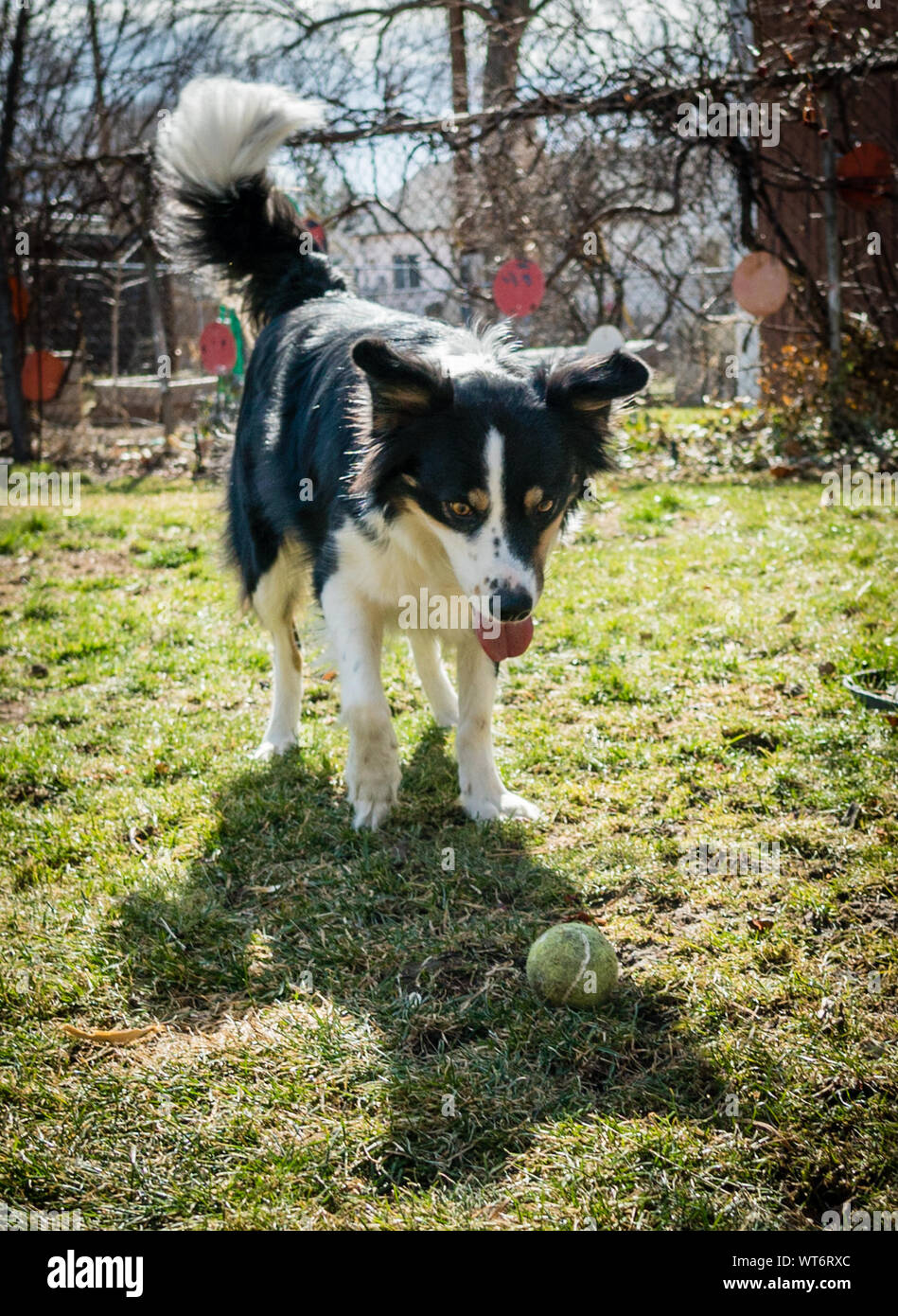 Border collie with tennis ball hires stock photography and images Alamy