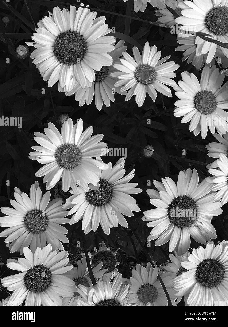 Daisies Background Tumblr Black