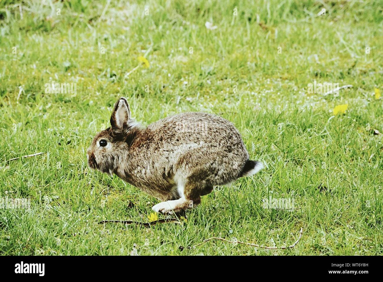 Side view running rabbit hires stock photography and images Alamy