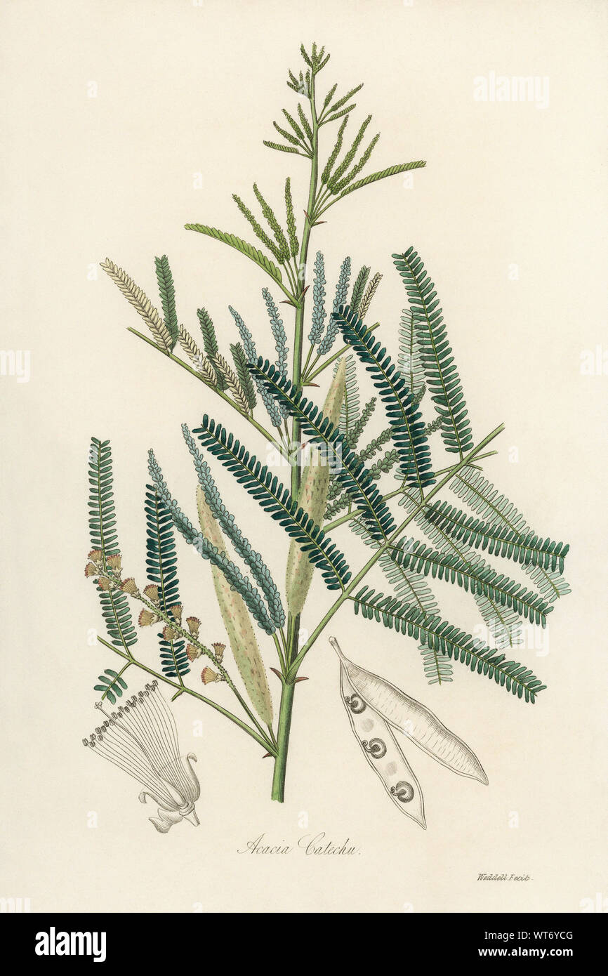 Acacia Catechu - Watercolor Print 19th Century Stock Photo