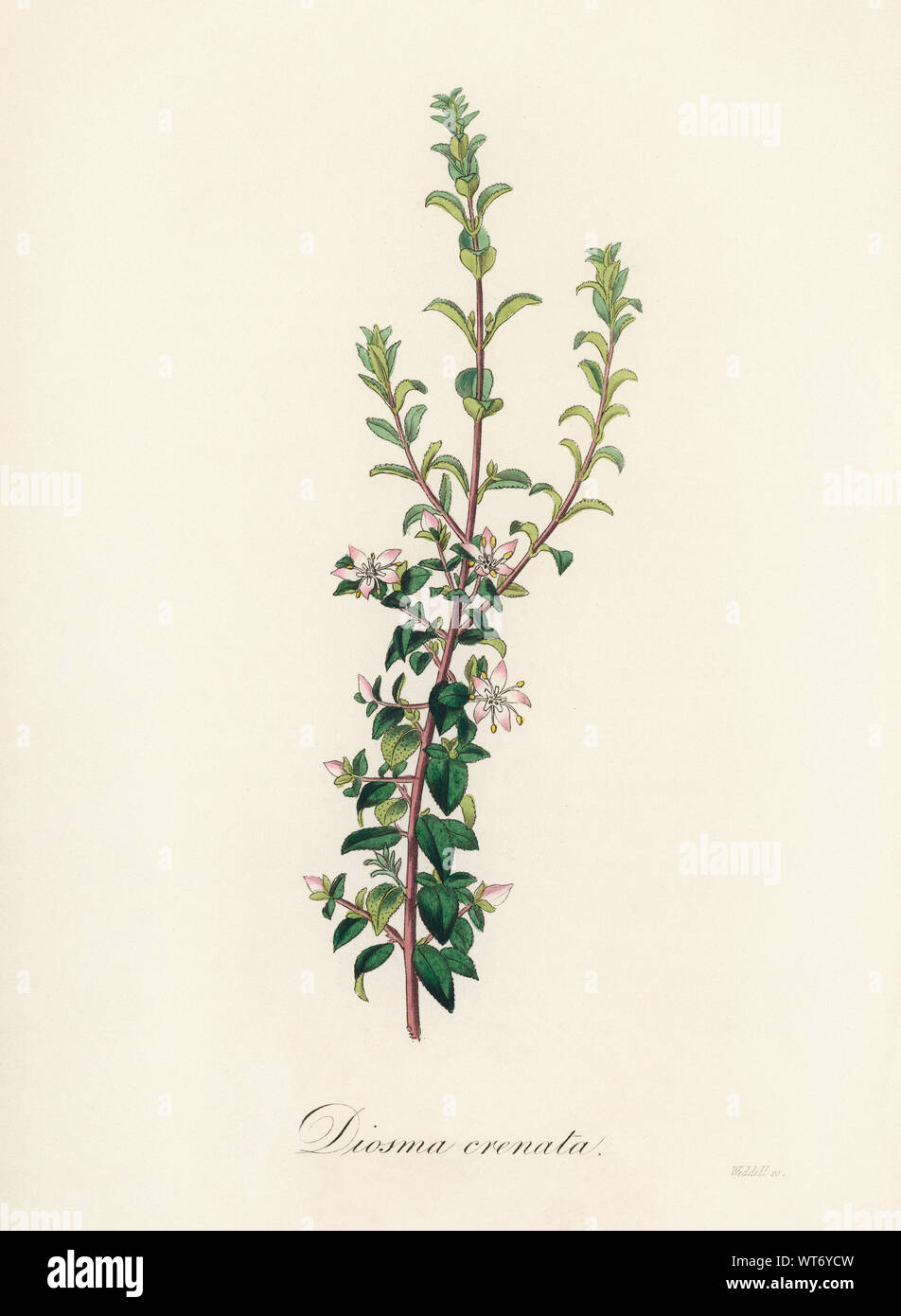 A Plant Diosma Crenata - Watercolor Print 19th Century Stock Photo