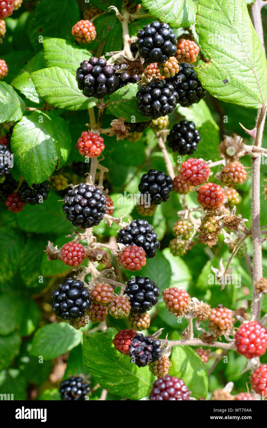 Crop of wild blackberries in a hedgerow Stock Photo Alamy