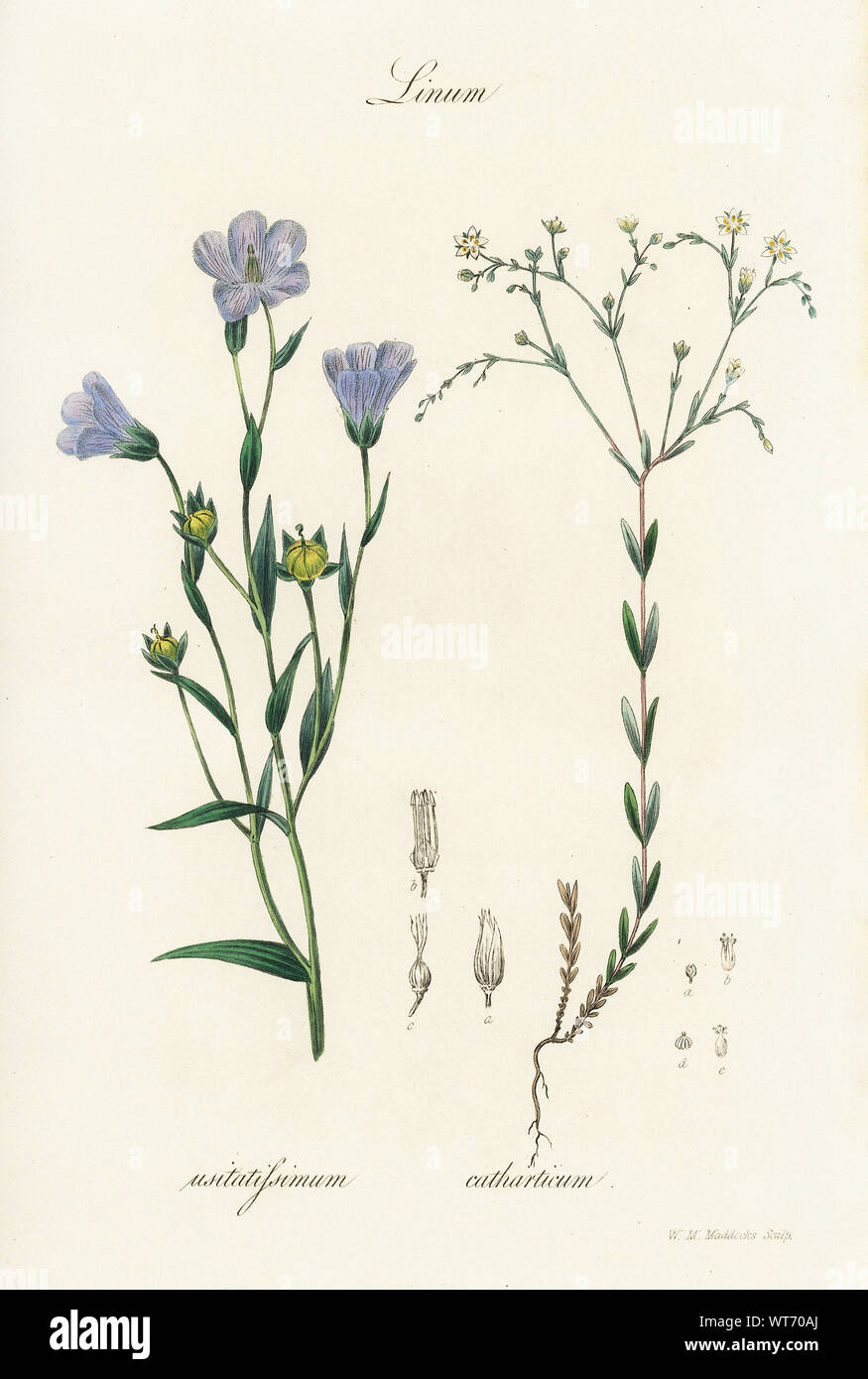 Catharticum Linum Usitatifsimum - Watercolor Print 19th Century Stock Photo