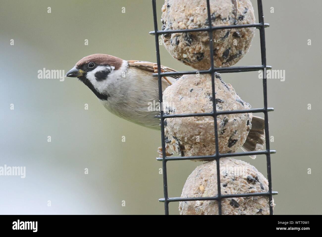 Metal Feeder Stock Photos Metal Feeder Stock Images Alamy
