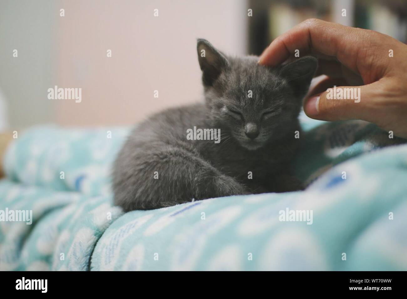 Close Up Russian Blue Cat Stock Photos Close Up Russian Blue Cat