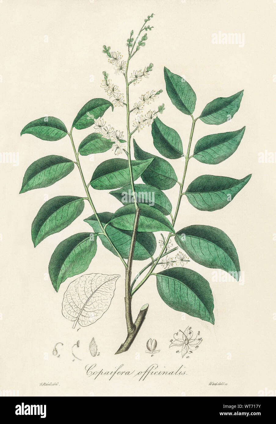 Copaifera Officinalis - Watercolor Print 19th Century Stock Photo