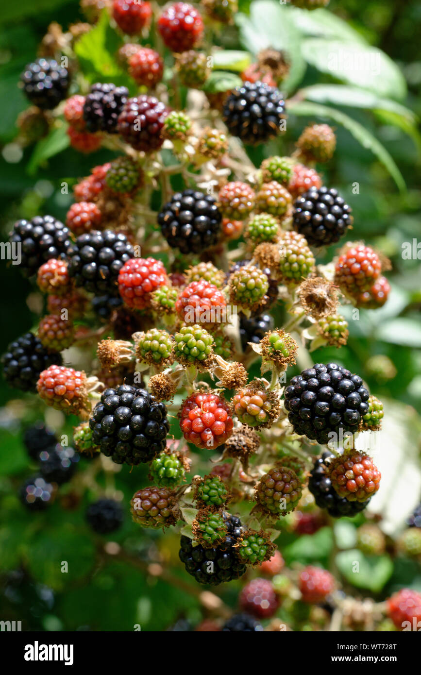 Crop of wild blackberries in a hedgerow Stock Photo Alamy