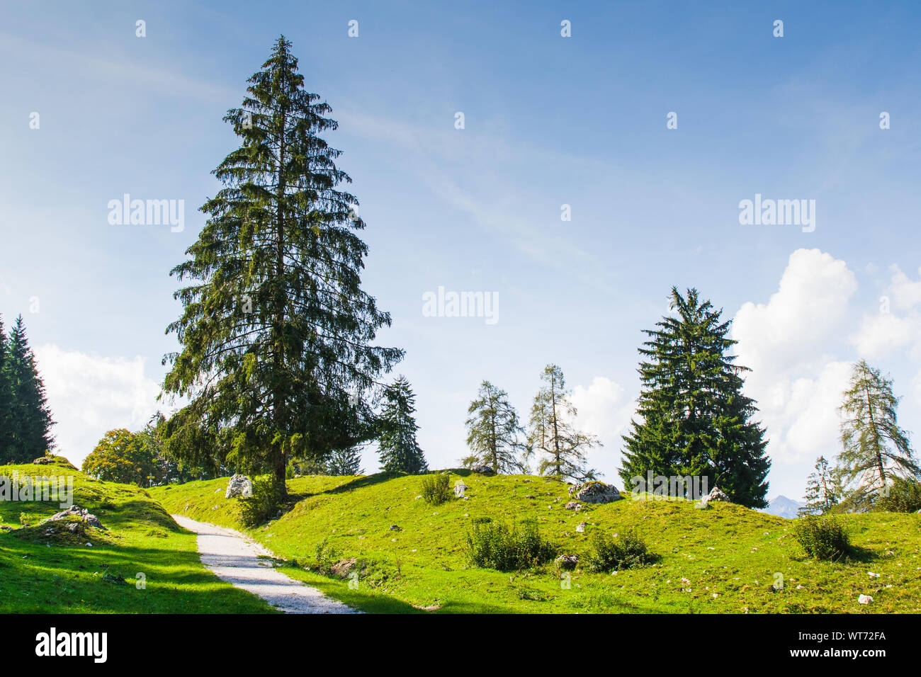 A tree in the middle of green meadow with blue sky background Stock ...