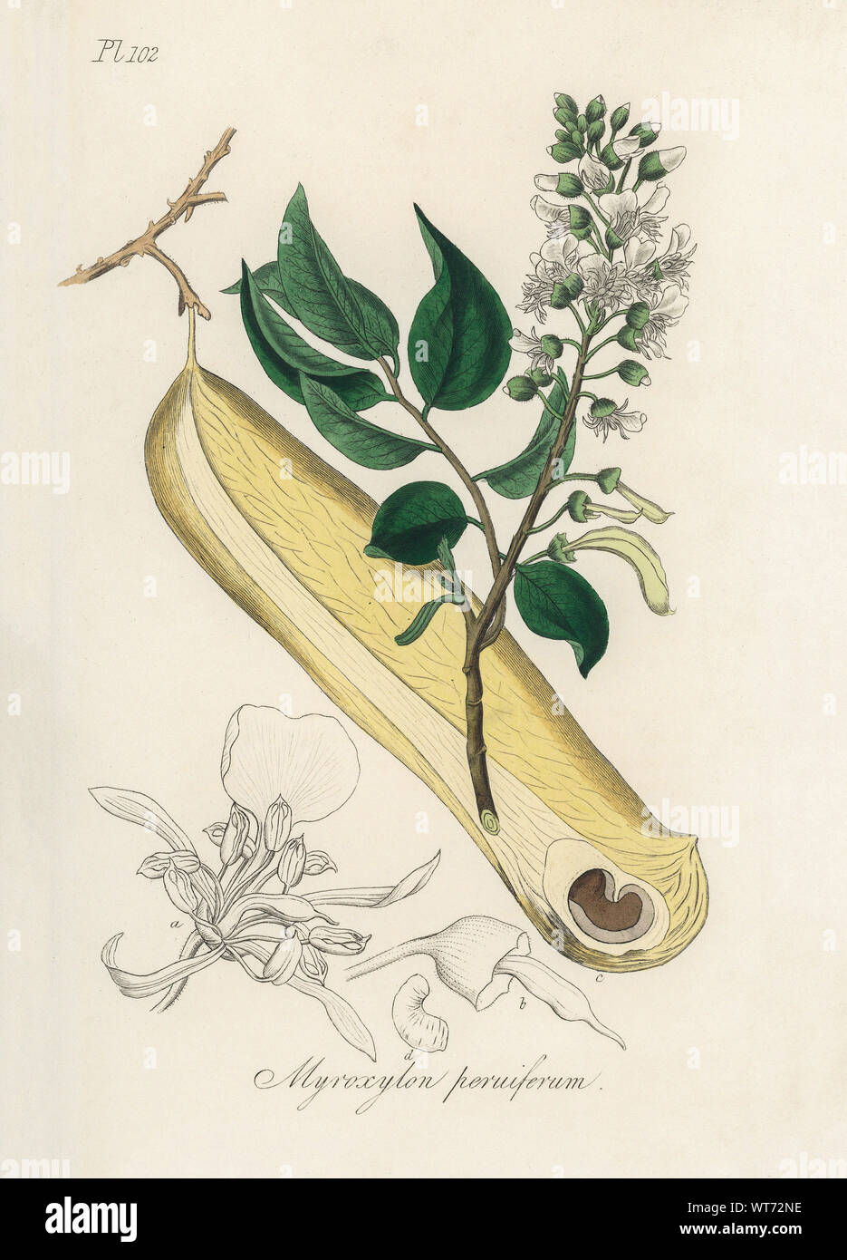Myroxylon Peruiferum - Watercolor Print 19th Century Stock Photo