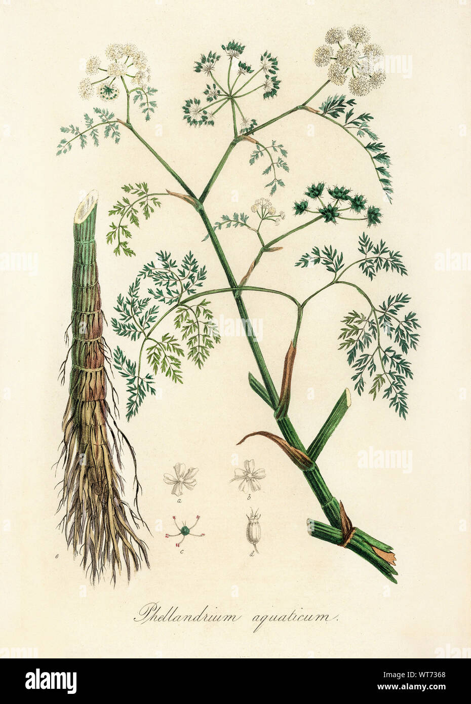 Phellandrium Aguaticum - Watercolor Print 19th Century Stock Photo