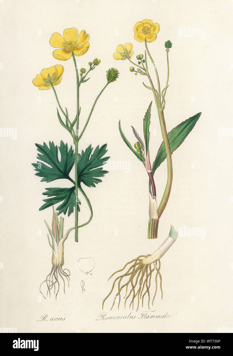 Ranunculus Flammula - Watercolor Print 19th Century Stock Photo