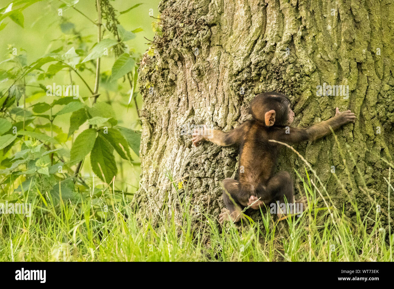 Monkey climbing tree hires stock photography and images Alamy