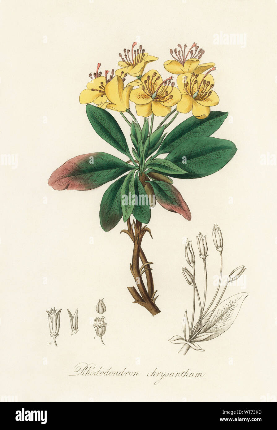ilex stechpalme pflege Zwerg-Stechpalme - Ilex crenata Stokes