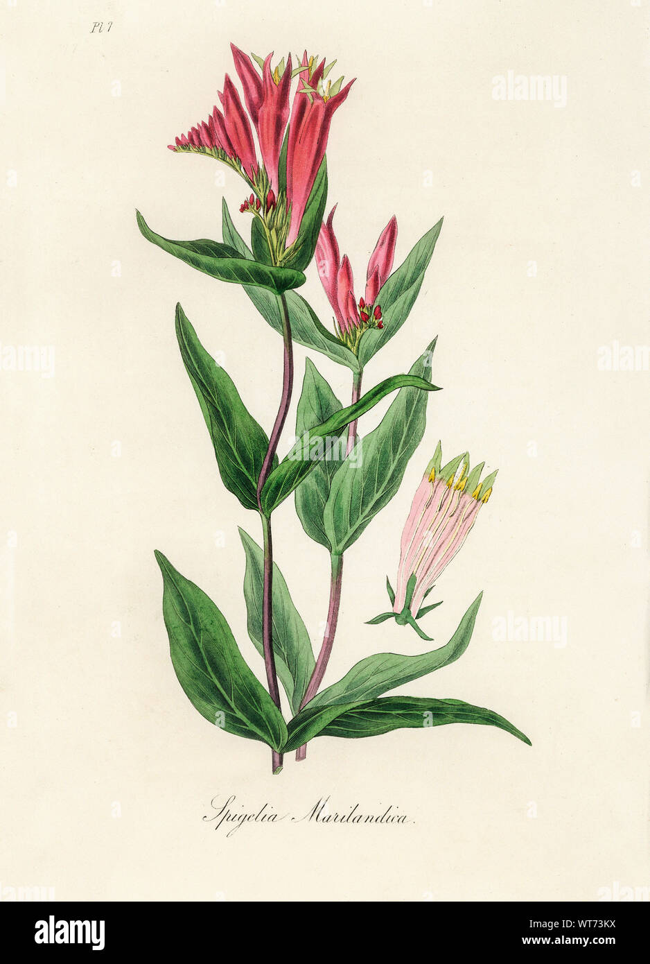 Spigelia Marilandica - Watercolor Print 19th Century Stock Photo