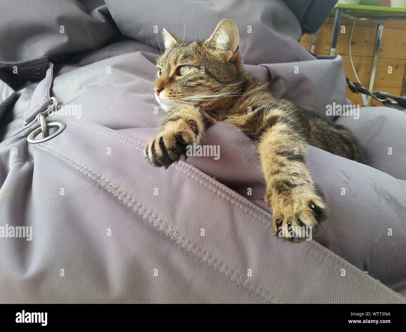 Cat Sleeping On Bed Stock Photo Alamy