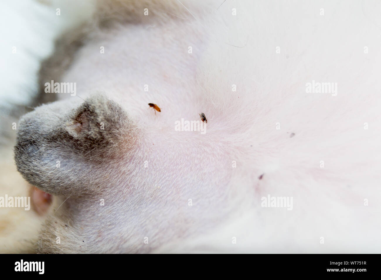 Visual Reference: Fleas On The Surgery Area From A Male Cat Before