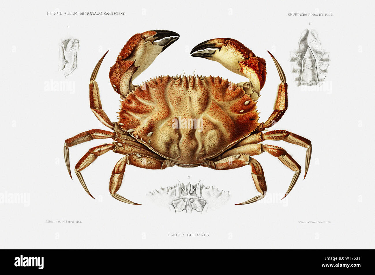 Dungeness Crab Vintage Illustration From Carl Chun Zoological Work Stock Photo Alamy
