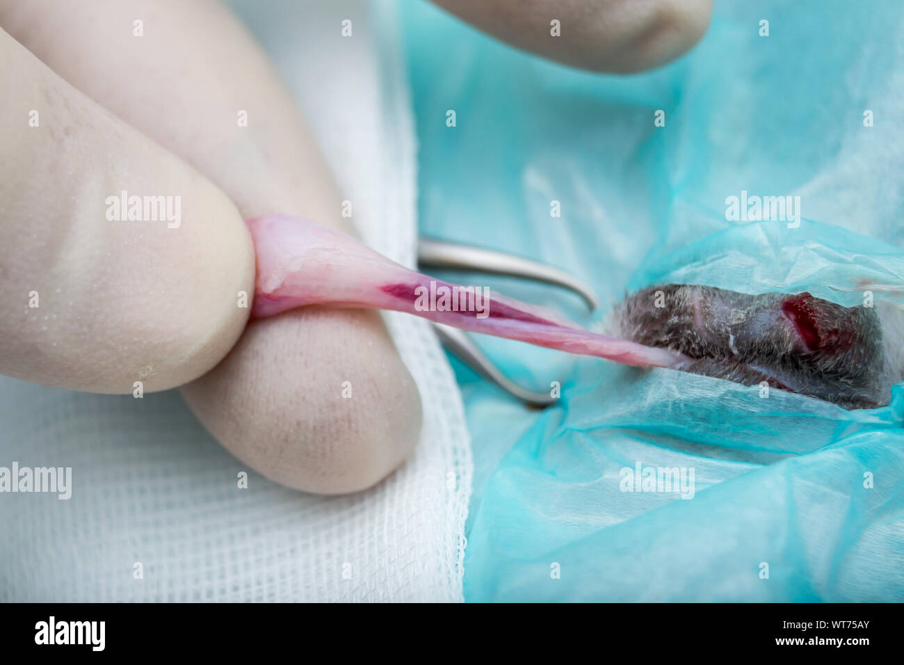 Testicular cord of a male cat, neuter surgery Stock Photo