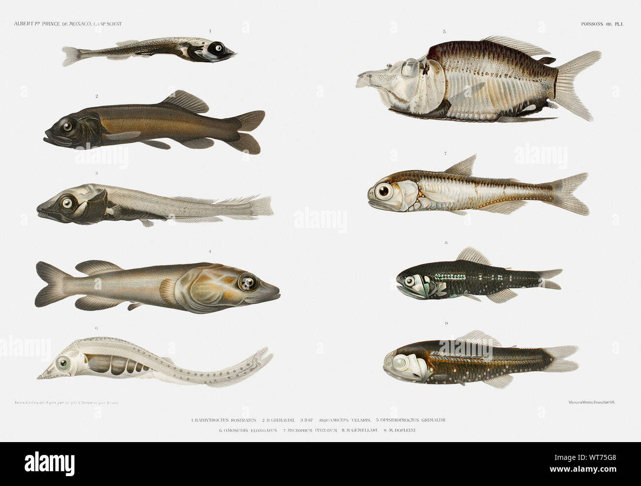 Fish Varieties - Vintage Illustration from Carl Chun Zoological Work ...