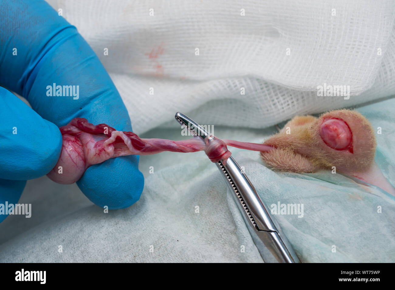 cat neuter surgery using self cord for knot,  Non-ligature technique using a hemostat Stock Photo