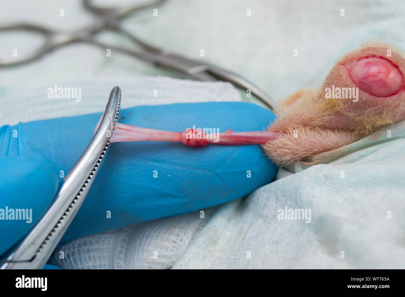 cat neuter surgery using self cord for knot,  Non-ligature technique using a hemostat Stock Photo