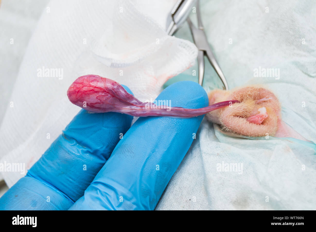 male cat castration by closed technique Stock Photo