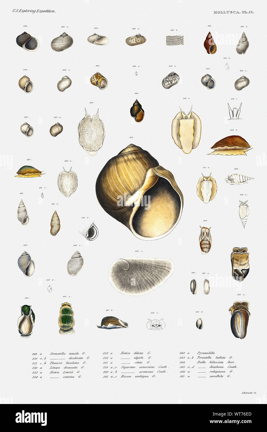 Sea Snail Varieties Vintage Illustration from Carl Chun Zoological