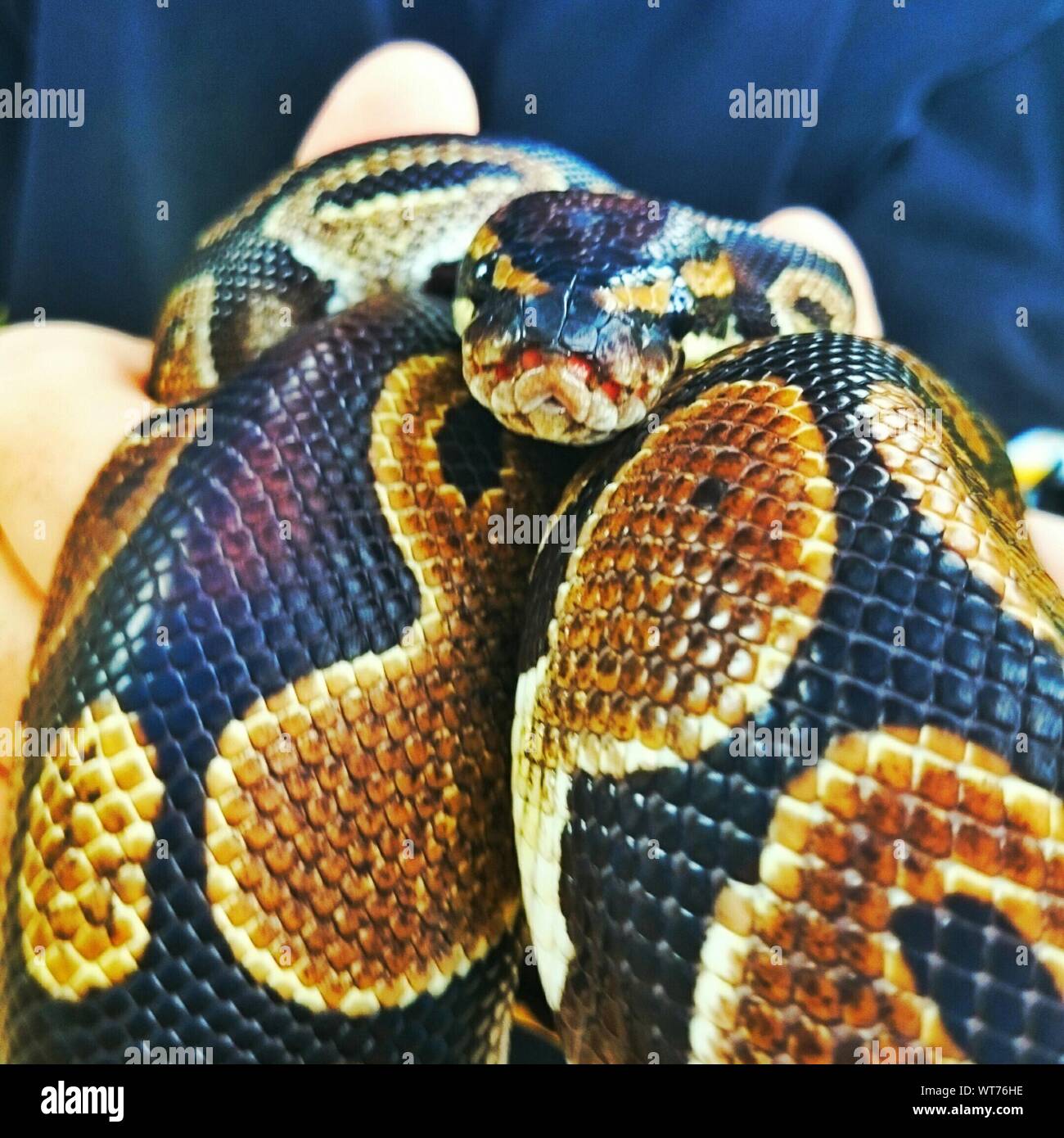 Python snake hi-res stock photography and images - Alamy