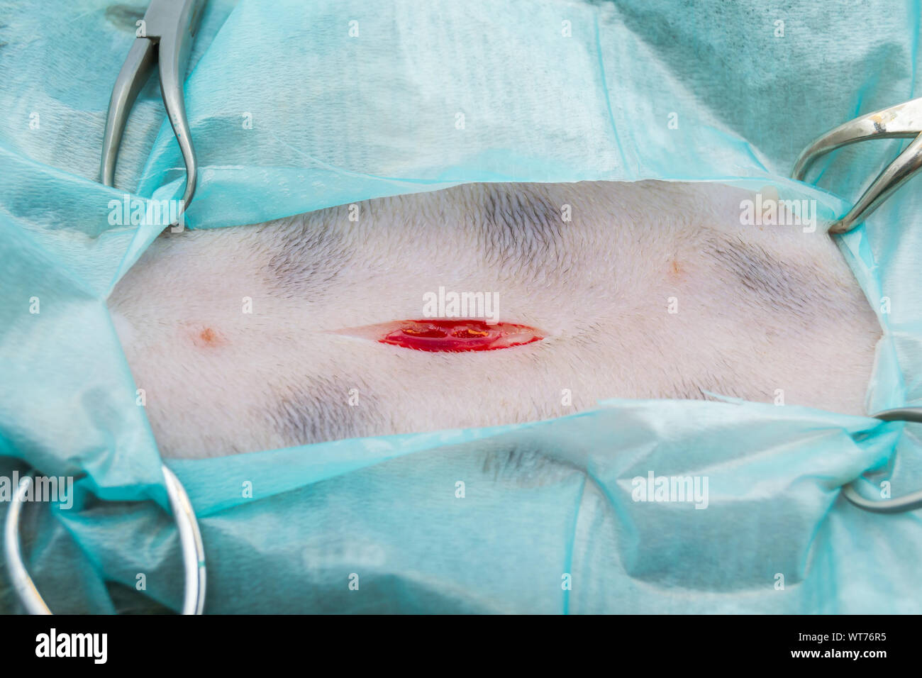 skin incision in cat spay surgery Stock Photo Alamy