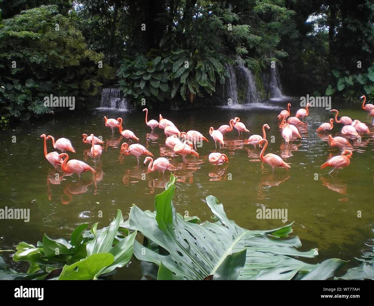 View Of Birds In Pond Stock Photo